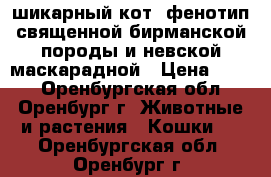 шикарный кот, фенотип священной бирманской породы и невской маскарадной › Цена ­ 500 - Оренбургская обл., Оренбург г. Животные и растения » Кошки   . Оренбургская обл.,Оренбург г.
